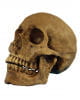 Realistic Skull Polyresin 