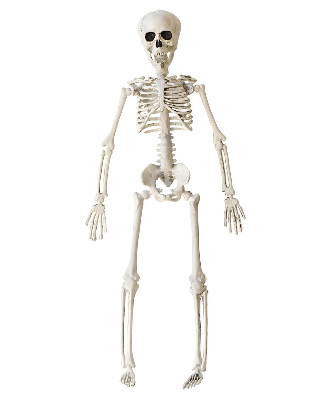 Halloween Skelett 40 Cm - Beweglich-image