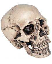 Anthropo Skull 