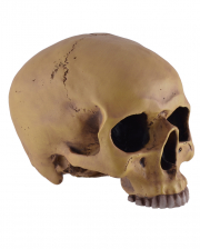 Antiker Totenkopf ohne Unterkiefer 19cm 
