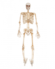Grusel Skelett mit LED Augen 91cm 