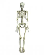 Positionable Bone Skeleton 90cm 