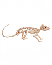 Ratten Skelett