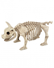 Schweinchen Skelett 