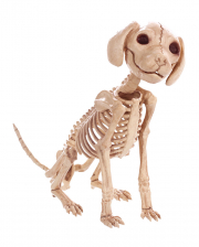 Sitzendes Hunde Skelett 30 cm 