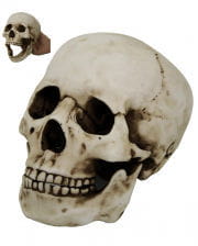 Dead skull with moving jaw