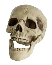 Realistic Skull With Movable Jaw 20cm
