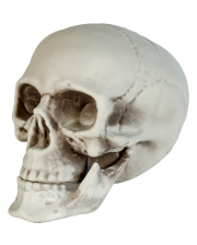 Skelett Figur positionierbar 35cm ➔ Gruseldeko 🎃