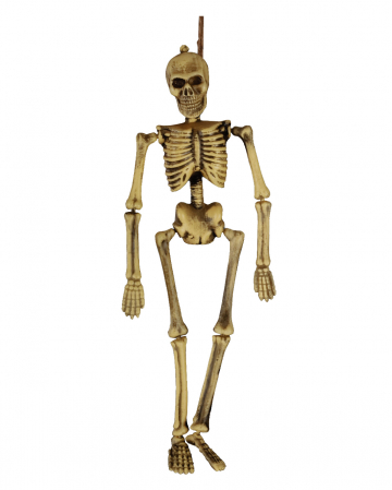 movable skeleton model online