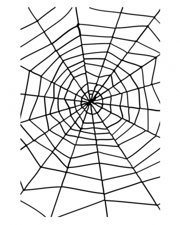 Spider web with spider 