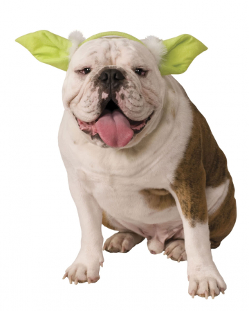 Yoda ears for dog & cat 