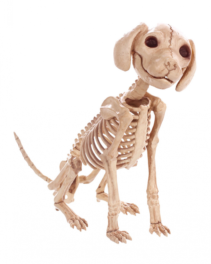 Sitting Dog Skeleton 30 Cm as Halloween decoration