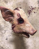 Hairy Bloody Pig Head Mask 