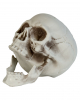Weatherproof Skull With Moving Jaw 20cm 