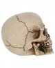 Beige Skull With Red Rose 15cm 