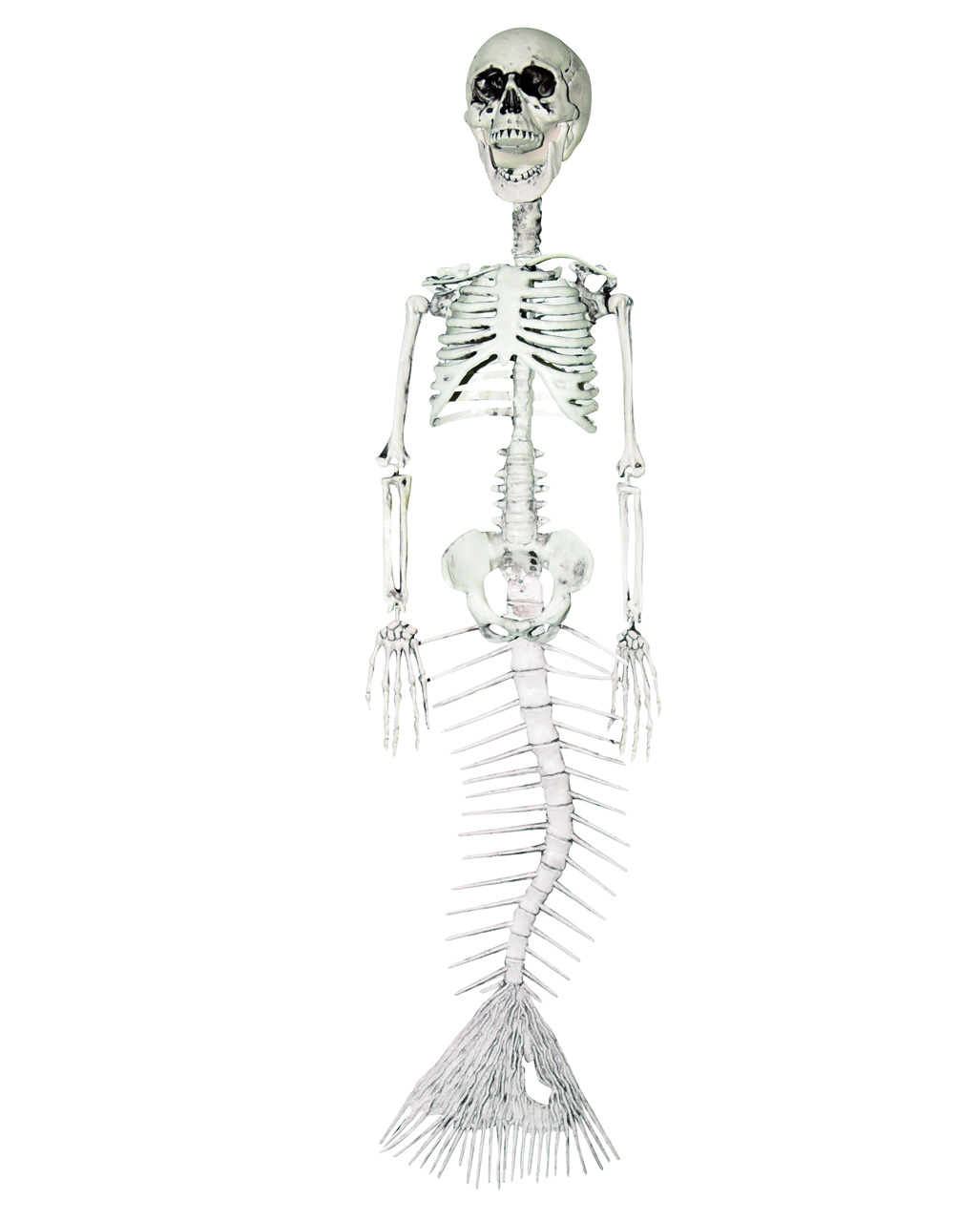 Meerjungfrau Skelett