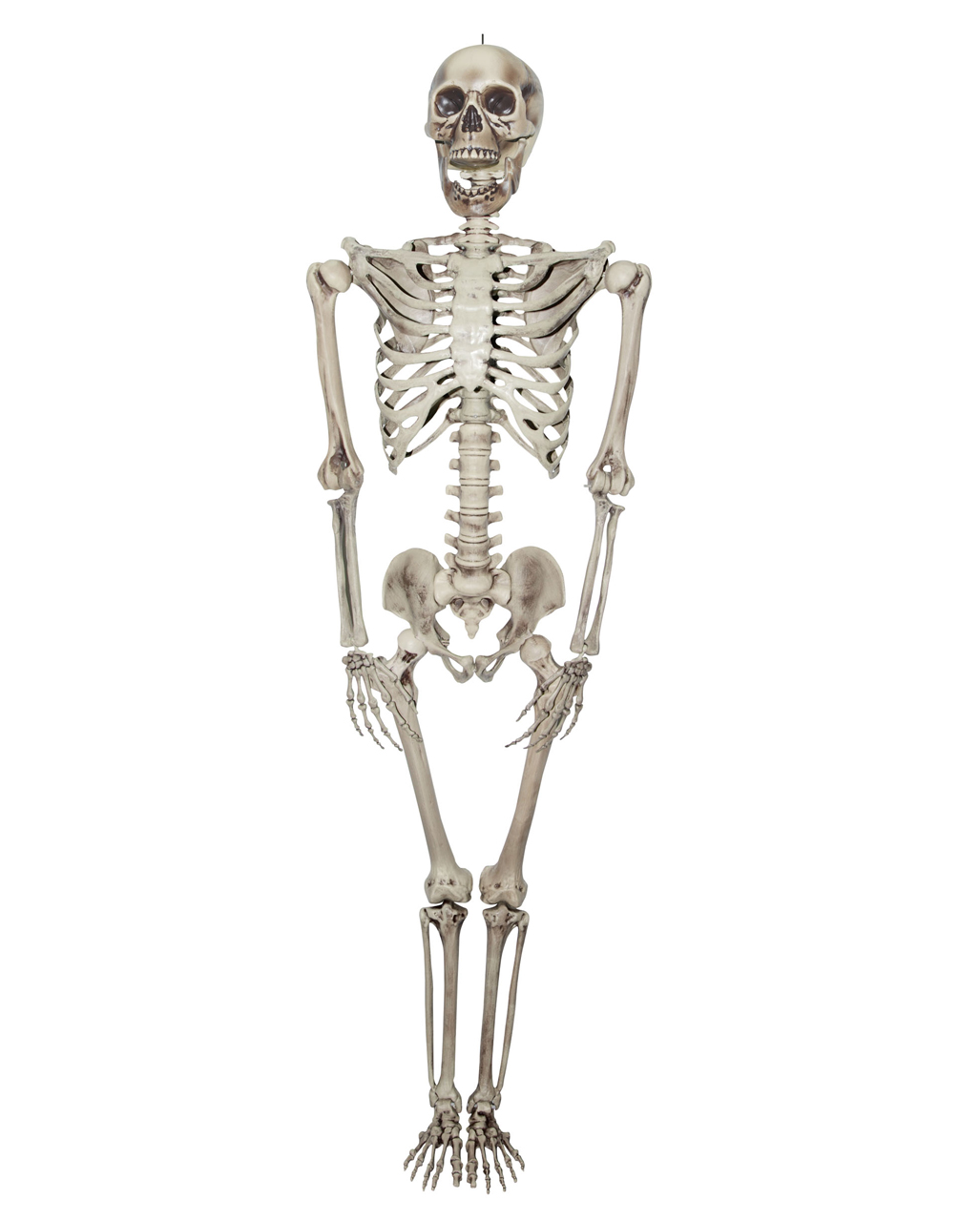 Giant Skeleton Figure 200 Cm ☆ Buy