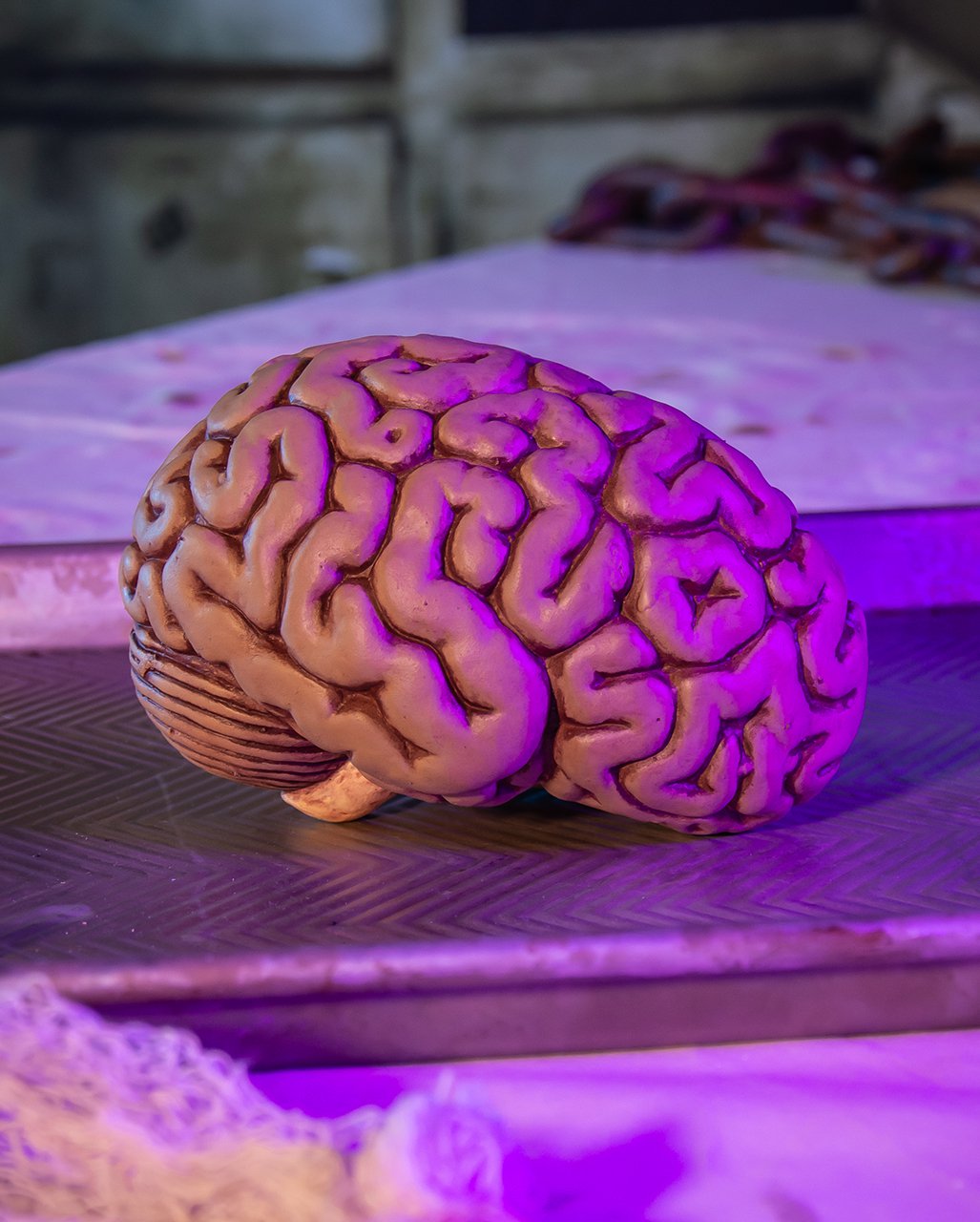 Fresh Brain Premium 15cm as a Halloween prop | Horror-Shop.com