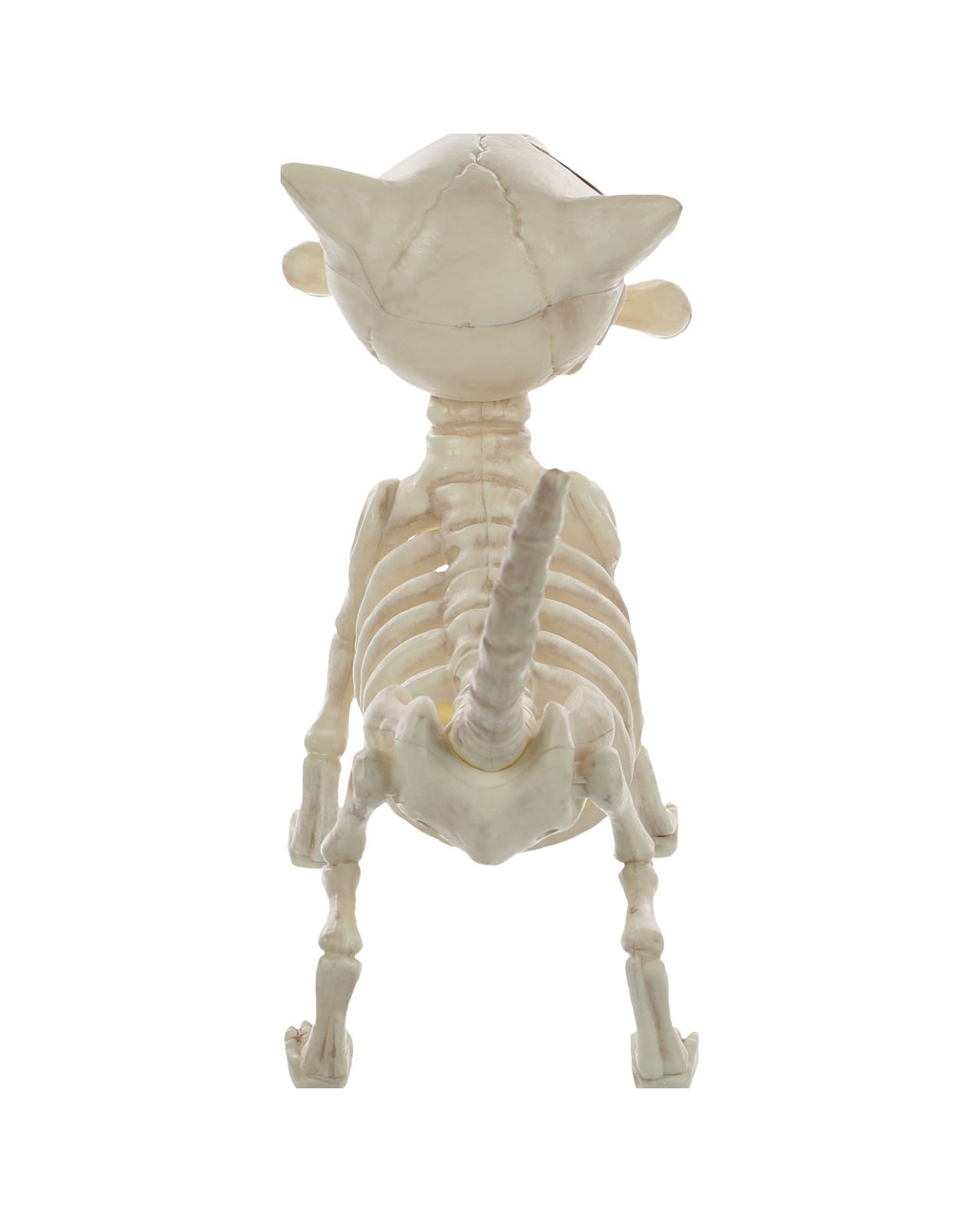 Skeleton Dog With Bone 27cm, Halloween skeleton